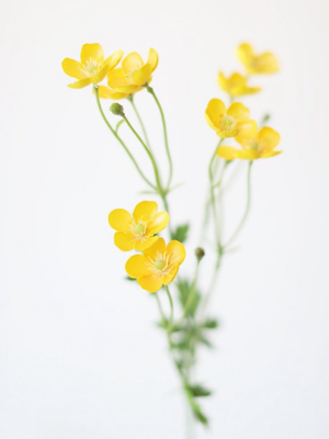 Artificial Buttercup Flowers In Yellow - 25"