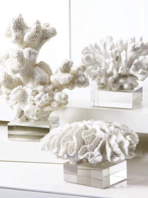 Set Of 3 White Coral Sculpture On Glass Stands