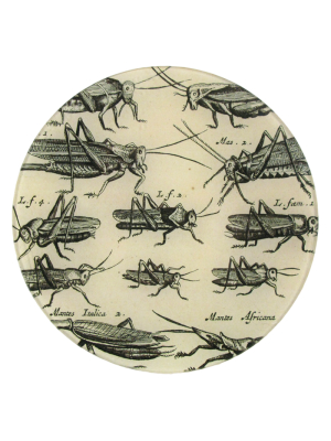 Locuftoe (b&w Insects) - Final Sale