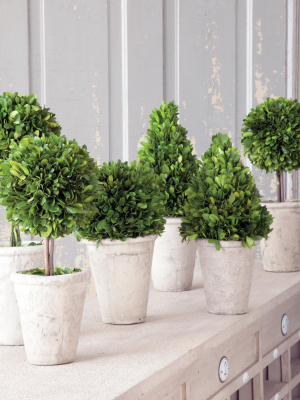 Park Hill Collection Preserved Boxwood Topiary - Set Of 6