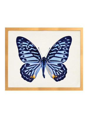 I Blue Butterfly