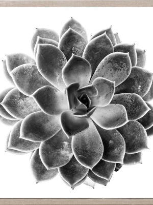 Black And White Succulent 1 Framed Artwork