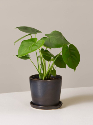 The Sill Monstera Deliciosa - House For Greens