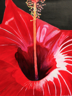 Hibiscus Ii