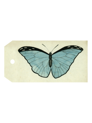 Blue Butterfly