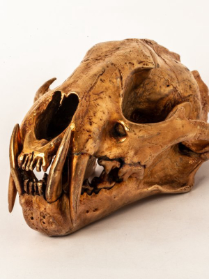 Leopard Skull (am)