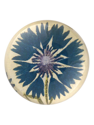 Deep Blue Corn Flower