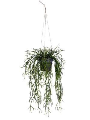 Vickerman 22" Green Dancing Bones Plant, Hanger.