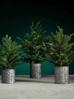 Pine Tree In Galvanized Pot