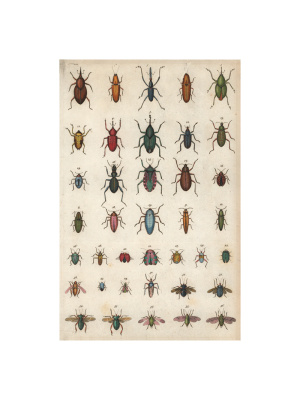 Insects