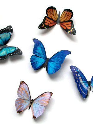 Morphos And Monarch Butterfly Set