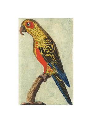 Tropical Bird (parrot)