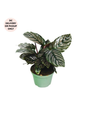 Calathea Ornata Plant