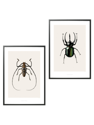 Hagedornhagen Insect Art Poster