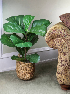 36" X 18" Artificial Fiddle Leaf Fig Plant In Basket - Lcg Florals