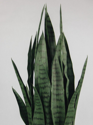 Faux Outdoor Potted Snake Plant - 35"