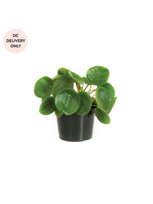 Pilea Plant