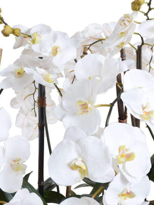 Phalaenopsis Flowerscapes