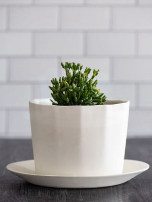 Native Porcelain Planter - Rosemary Green