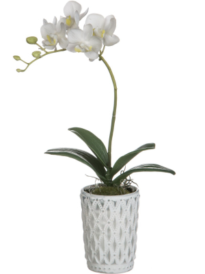 Sullivans Artificial Phalaenopsis Orchid Potted Plant 13"h Green