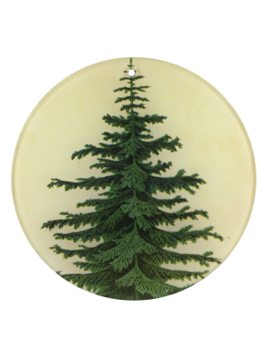 Norway Spruce (4" Round)