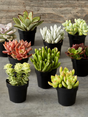 Succulent Set