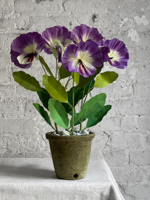 The Green Vase Potted Pansy Plant