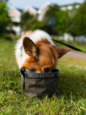 Portable Pet Bowl