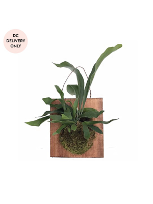 Mounted Staghorn Fern