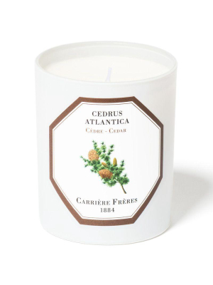Cedar Candle