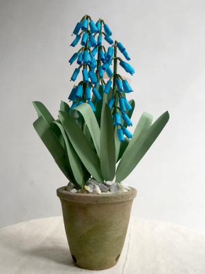 The Green Vase Potted Muscari