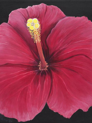 Pink Hibiscus