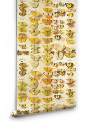 Lepidoptera Wallpaper From The Erstwhile Collection By Milton & King