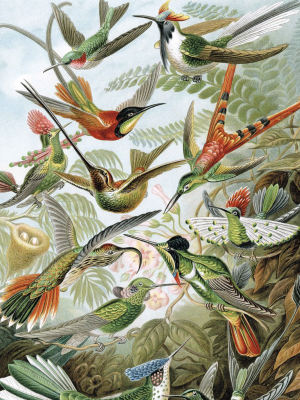 Exotic Birds 023 Wallpaper Panel By Kek Amsterdam