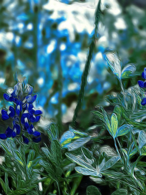 Bluebonnets 2