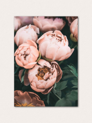 Blushing Peonies