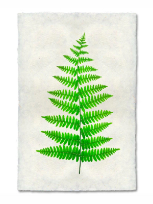 Fern #11