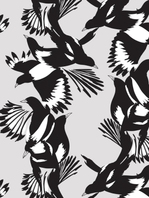 Magpie Wallpaper In Black And White From The Kingdom Home Collection By Milton & King