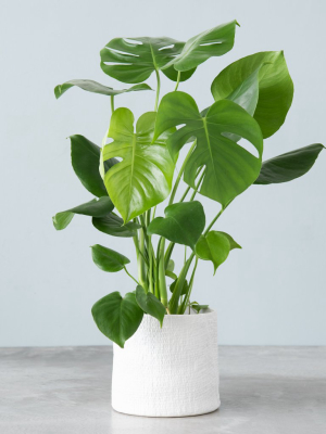 Live Monstera Philodendron