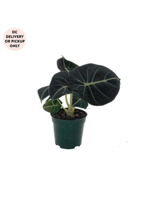 Alocasia Black Velvet Plant