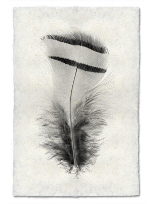Feather Study #15