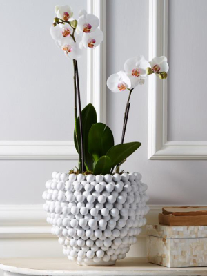 Pompon Vase/planter
