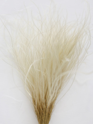 Off-white Ornamental Feather Grass - 8-12"
