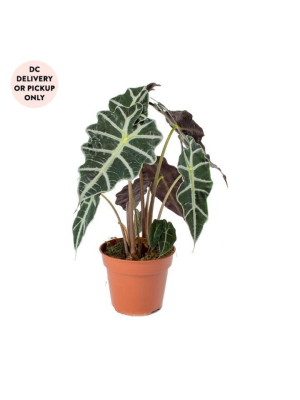 Alocasia Polly Plant