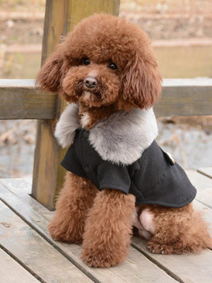 Pier Petite - Dog Jacket (s-2xl)