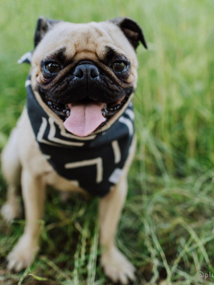 Modern Mud Cloth Black Dog Bandana