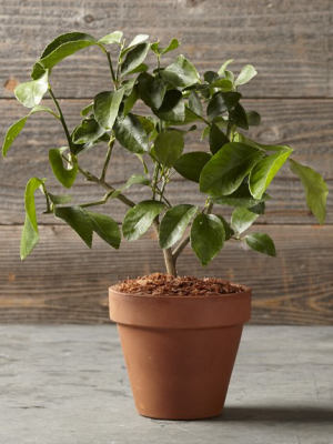 Lime Tree In Terra-cotta Pot
