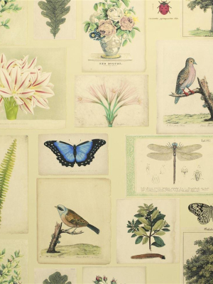 Flora And Fauna Parchment