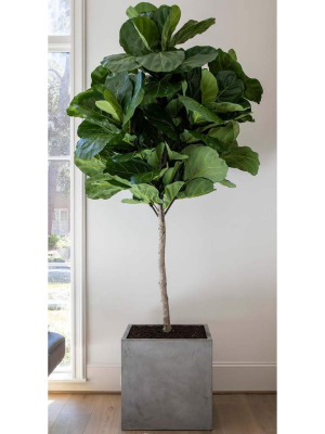 Faux Fiddle Fig Tree, Square Concrete Planter