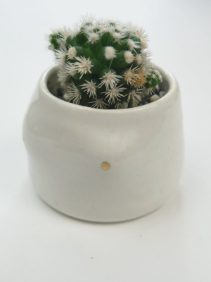 Boobs Potted Cactus